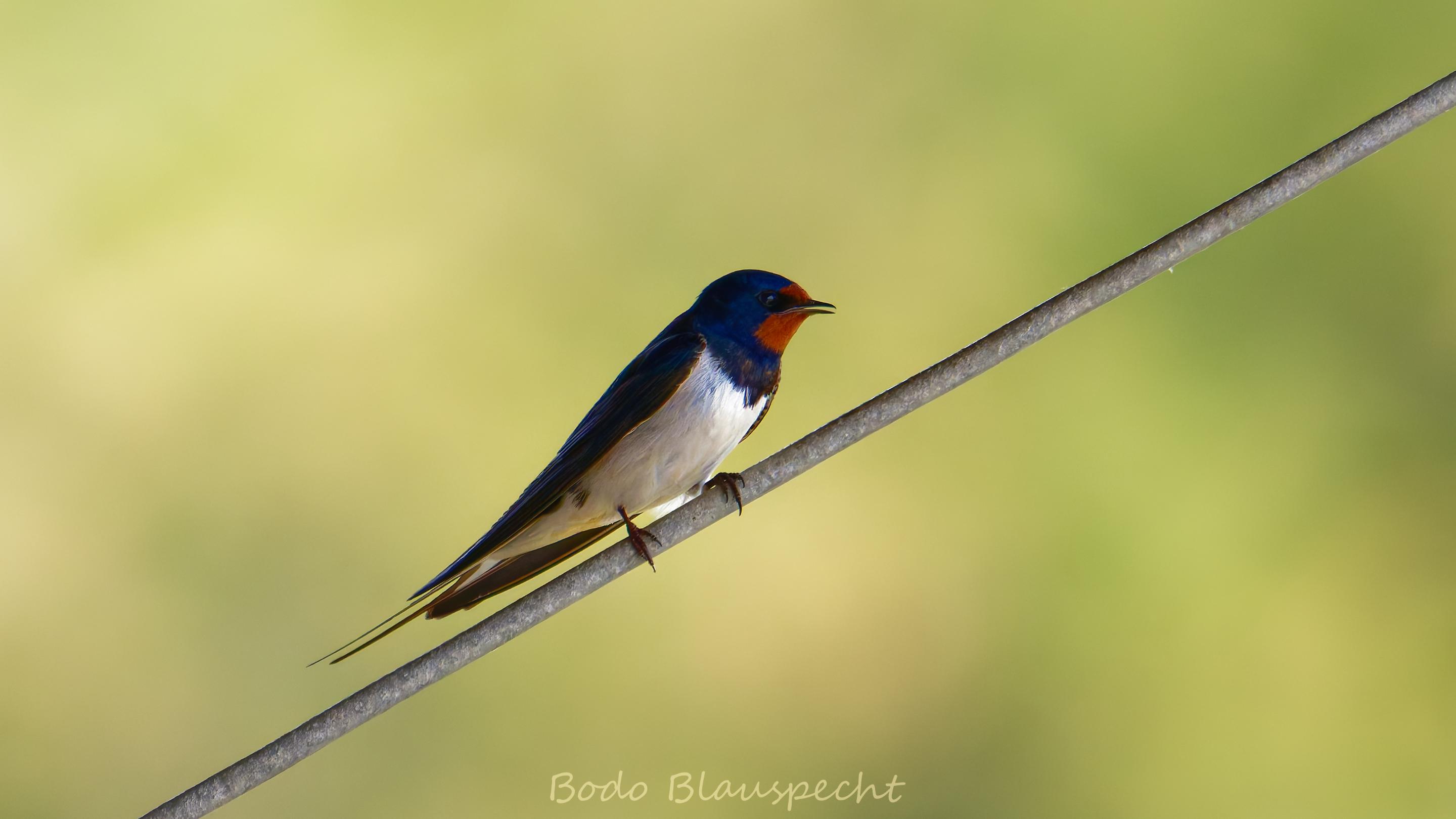 06.22 11.43 11   Natur   Geltinger Birk HQ